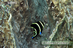 French Angelfish (Pomacanthus paru)